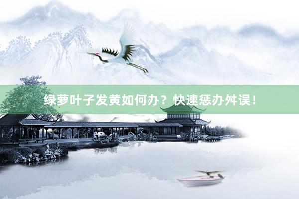 绿萝叶子发黄如何办?快速惩办舛误!